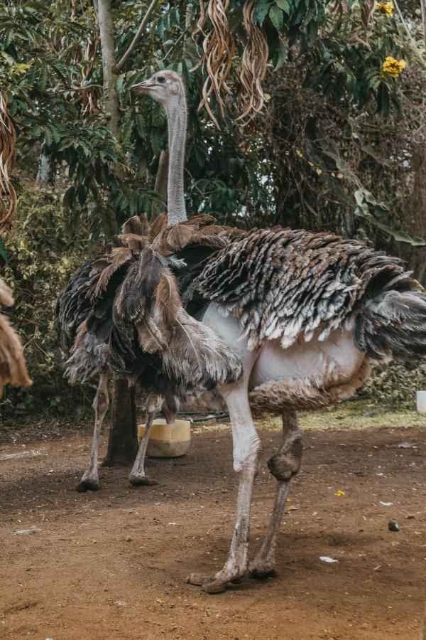 Saab Royale Resort Kajiado Eksteriør bilde
